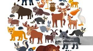 Animal sounds