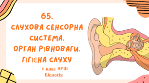 Презентація до уроку «§65.  Слухова сенсорна система. Орган рівноваги. Гігієна слуху»   8 клас НУШ