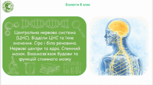 Презентація, конспект уроку та робочі аркуші на тему "Центральна нервова система (ЦНС). Відділи ЦНС та їхнє значення. Сіра і біла речовина. Нервові центри та ядра. Спинний мозок. Взаємозв’язок будови та функцій спинного мозку". 8 клас НУШ