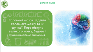 Презентація, конспект уроку та робочі аркуші на тему "Головний мозок. Відділи головного мозку та їх функції. Кора півкуль великого мозку, будова і функціональне значення". 8 клас НУШ