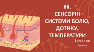 Презентація до уроку «§66. Сенсорні системи болю, дотику, температури»  8 клас НУШ