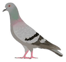 0900t202-5e69-232x217.png
