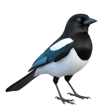 0900t21r-d962-360x360.png