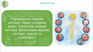 Презентація, конспект уроку та робочі аркуші на тему "Периферична нервова система. Нерви та нервові вузли. Соматична нервова система. Вегетативна нервова система, відділи та особливості". 8 клас НУШ
