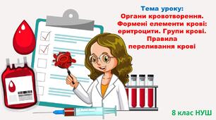 Презентація з біології: Органи кровотворення. Формені елементи крові: еритроцити. Групи крові.  Правила  переливання крові. 8 клас НУШ