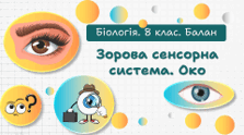 Зорова сенсорна система. Око. 8 клас НУШ