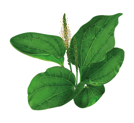 0900t65f-b996-468x428.png