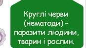 Круглі черви (підготовка до НМТ)