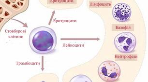 Органи кровотворення. Формені елементи крові. Групи крові та правила переливання. Лейкоцити, тромбоцити. Зсідання крові.