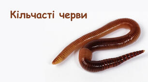 Кільчасті черви (підготовка до НМТ)
