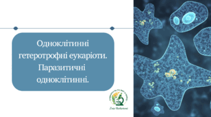 Презентація уроку "Одноклітинні гетеротрофні організми. Паразитичні одноклітинні"