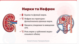 Будова та функції нирок. Нефрон як структурно-функціональна одиниця нирок. Процеси утворення та виведення сечі. Роль нирок у здійсненні водно-сольового обміну