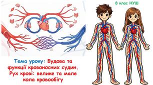 Презентація з біології: Будова та функції кровоносних судин. Рух крові: велике та мале кола кровообігу. 8 клас НУШ