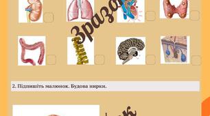 Робочі аркуші з теми: Виділення та терморегуляція