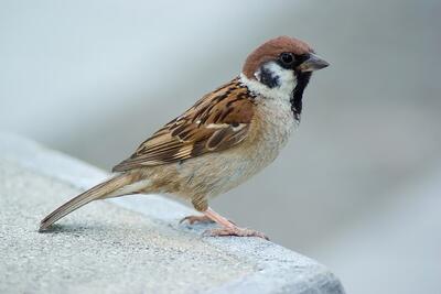 0900tk80-c054-400x267.jpg