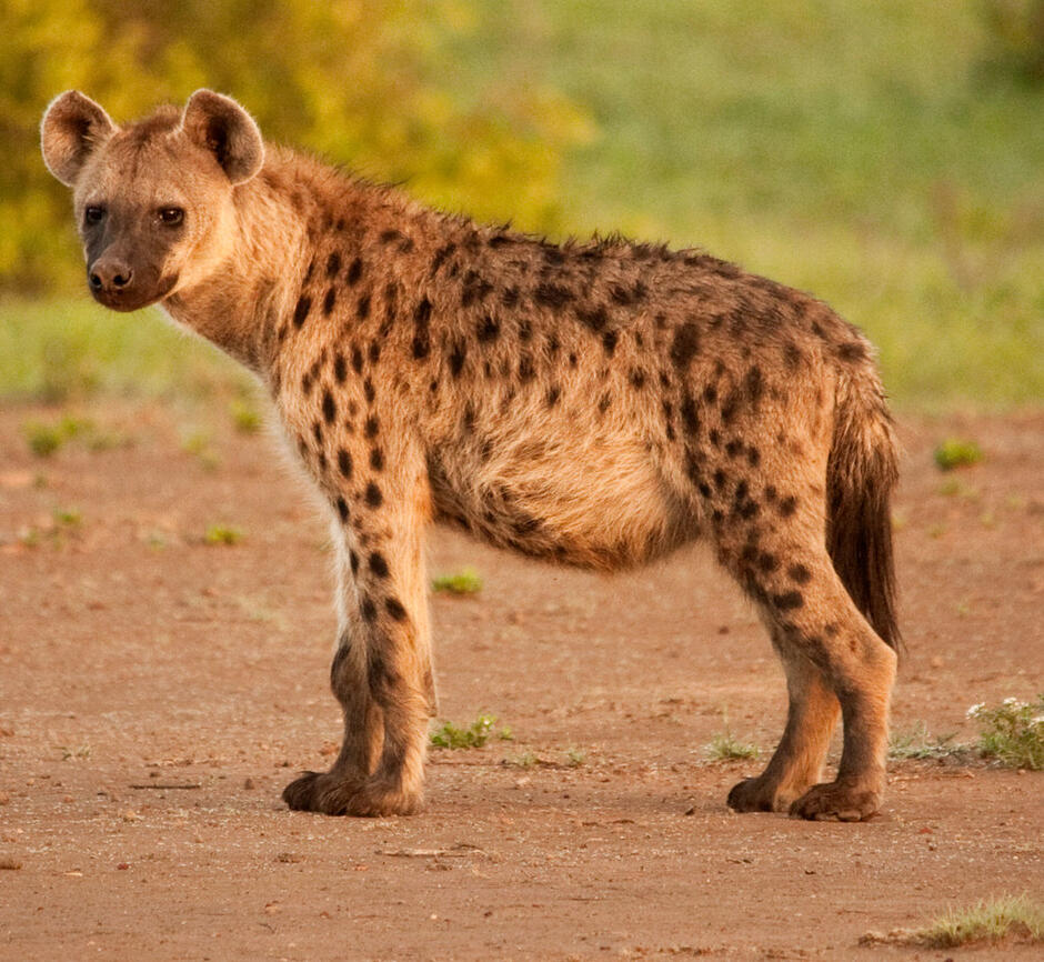Гиена (лат. Hyaenidae), фотографии Гиен