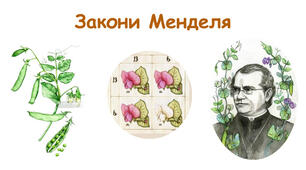 Закономірності спадковості (закони Менделя)__Біологічний диктант