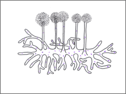 0900ts8v-c801-246x185.png