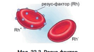 Кров, її склад та функції. Групи крові (система AB0), резус-фактор. Зсідання крові. Органи кровотворення.