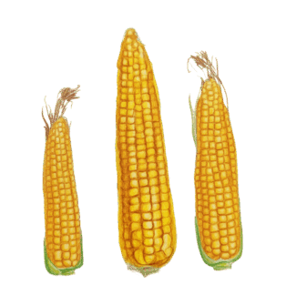 0900tsx5-e187-314x335.png