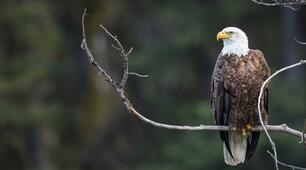 День порятунку орлів (Save The Eagles Day) відзначають 10 січня.