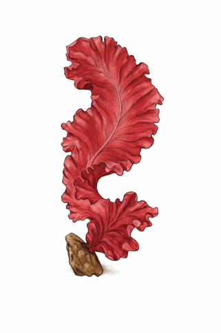 0900ttx2-47a7-321x482.png