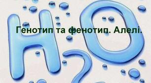 Генотип і фенотип. Алелі