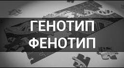 Генотип і фенотип. Алелі