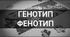Генотип і фенотип. Алелі
