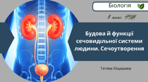 Будова й функції сечовидільної системи людини. Сечоутворення. 8 клас. НУШ