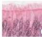 0900u67b-502a-88x77.png