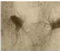 0900u680-9903-88x75.png