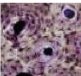 0900u687-2ef2-81x76.png
