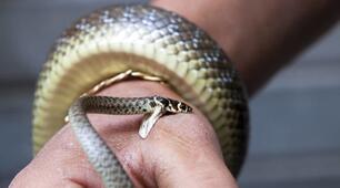 🐍 Обережно: змії! Комплексний матеріал з БЖД для 7–9 класів