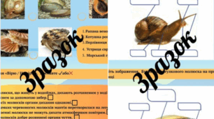 Робочі аркуші👩‍🏫 з теми «Молюски»🐌 (біологія, 7 клас)