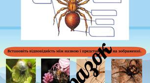 Робочі аркуші👩‍🏫 з теми «Павукоподібні»🕷🕸 (біологія, 7 клас)