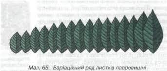 Причини мутацій. Модифікаційна мінливість. Норма реакції — Гипермаркет знаний