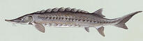 Acipenser oxyrinchus
