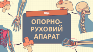 Що утворює опорно-рухову систему