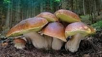 Гриби
