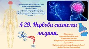 § 29. Нервова система людини