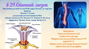 § 29.Спинний мозок