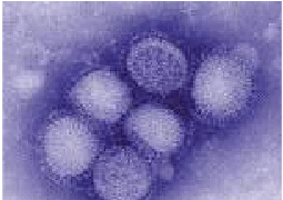 0900v6ii-7395-255x180.png