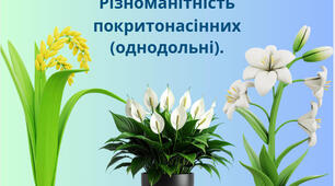 Різноманітність покритонасінних (однодольні).