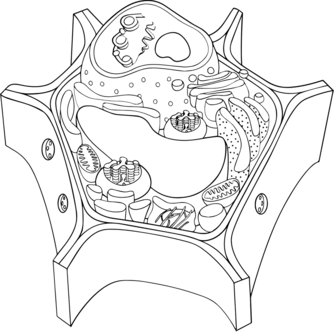 0900v8l5-3efd-334x332.png