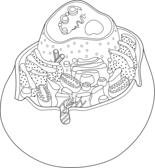 0900v8lf-2d41-314x339.png