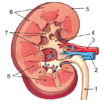 0900vaov-2b90-215x217.png