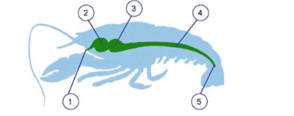 0900vee8-aa36-413x163.png