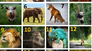 Amazing animals "Prepare 6" НУШ