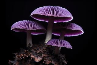 0900vhe5-f090-301x201.jpg